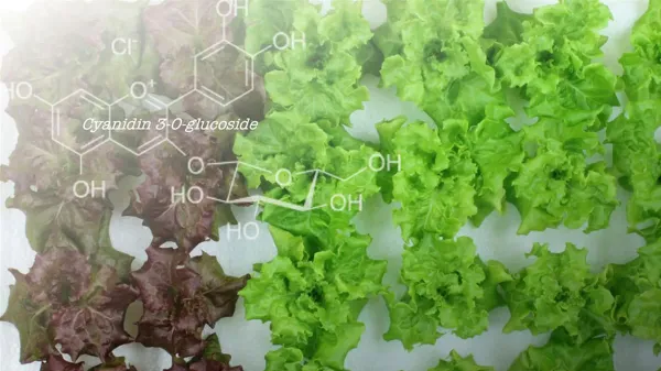 photo of Scientists turned red lettuce green and something surprising happened image