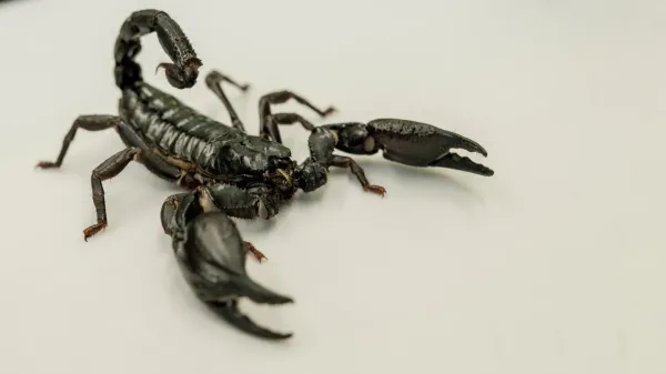 New map reveals where lethal scorpions&hellip;