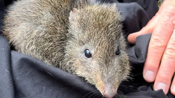 photo of Scientists use DNA from poop to save the world’s rarest marsupial image