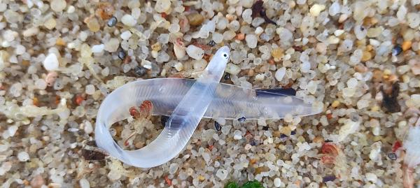 Eight arrested as Europe cracks down on&hellip;