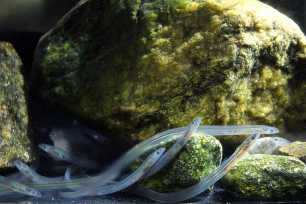 Glass eel smuggling booms despite bans,…