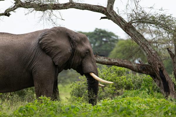 photo of First elephant sighting in 6 years sparks hope for species’ return to a Senegal park image