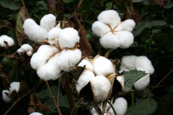 photo of Researchers: Genetically modified crops aren't a solution to climate change, despite what the biotech industry says image
