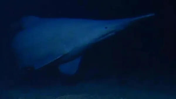 photo of Rare goblin shark filmed alive for the first time in the deep sea image