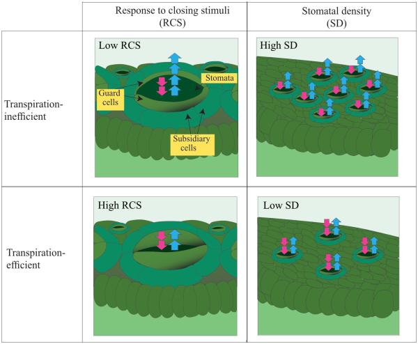 photo of New sensing techniques can detect drought tolerance in ancient crops, may inform new breeding programs image
