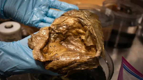 Scientists finally solve mystery of&hellip;