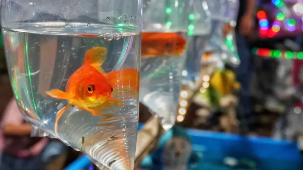 photo of From pet to pest, goldfish can wreck entire ecosystems image
