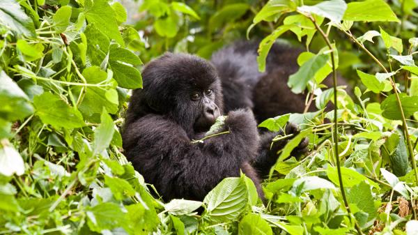 Ugandans plant trees near national park&hellip;
