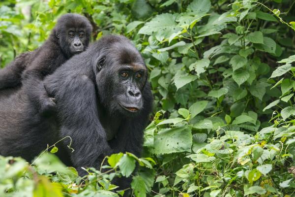 Pristine Forest and Endangered Gorilla…