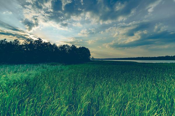 photo of Natural genetically modified crops: Grasses take evolutionary shortcut by borrowing genes from their neighbors image