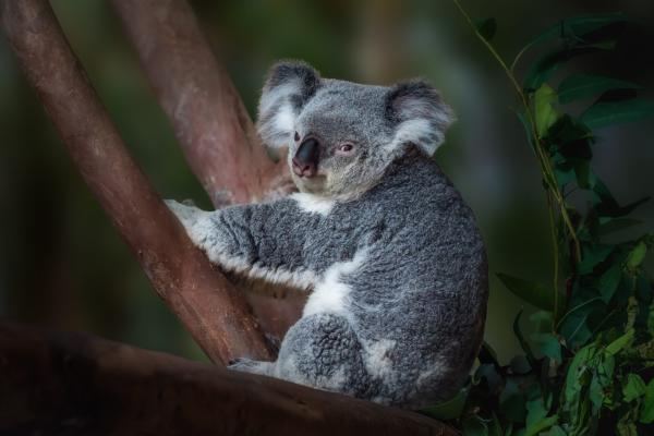 How AI could save koalas
