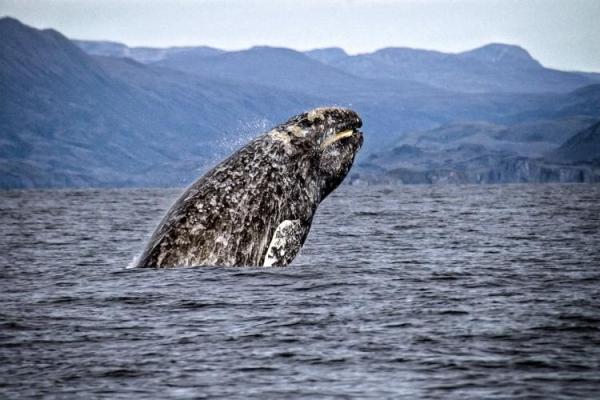 Gray whales are suffering catastrophic&hellip;