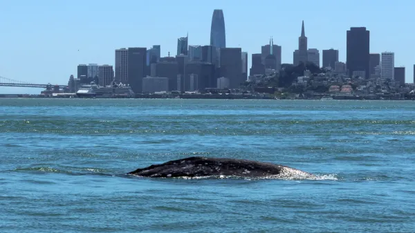 photo of Gray whales are entering San Francisco Bay and many aren’t surviving image