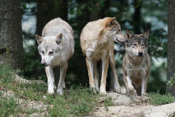 photo of Colorado's new wolves are alive and well, but state officials face transparency concerns about releases image