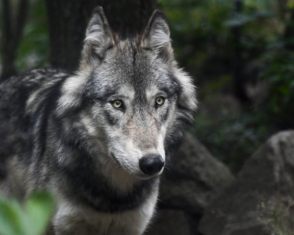 photo of Wildlife officials confirm another gray wolf livestock attack in Colorado´s Jackson County image