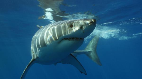 photo of Conservation actions for South Africa's declining white shark population now a matter of urgency, say researchers image