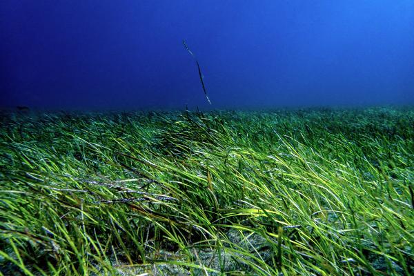 The underwater meadows that help keep&hellip;