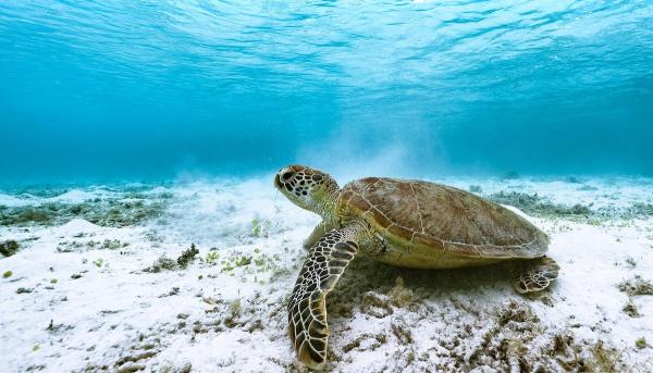 380,000+ Oppose Trump Administration&hellip;