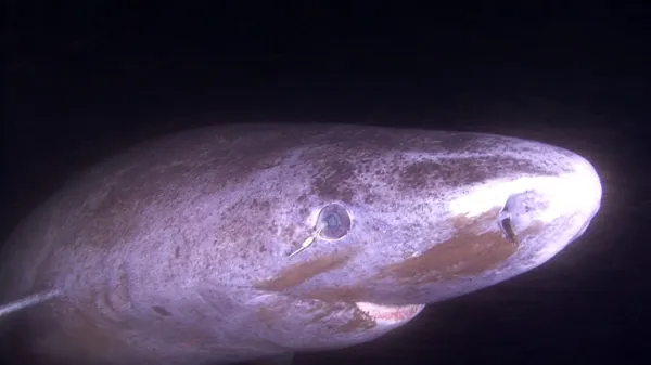 This shark can live 400 years. Its eyes…
