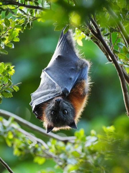 photo of Gray-headed flying-fox population is stable—10 years of monitoring reveals this threatened species is doing well image