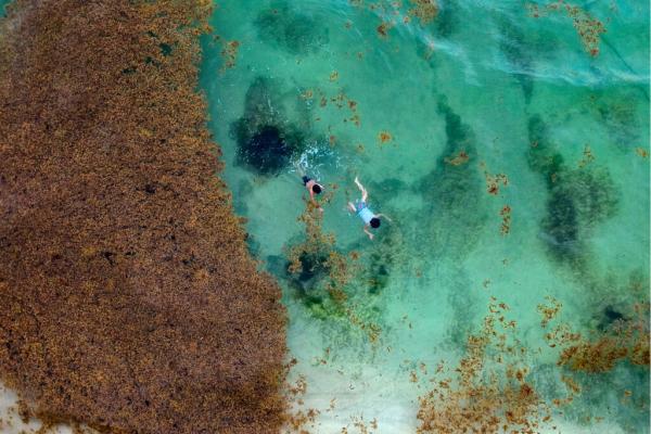 photo of After 13 Years, No End in Sight for Caribbean Sargassum Invasion image