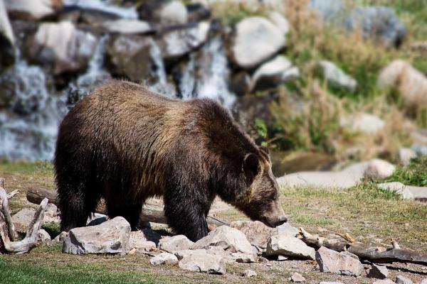 photo of Setting minimum targets for wildlife conservation excludes restoration and ecosystem management, researcher argues image