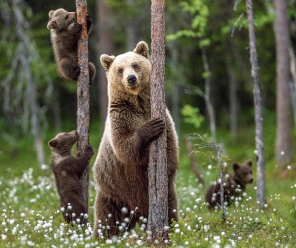 Grizzlies Could Make a Comeback in…