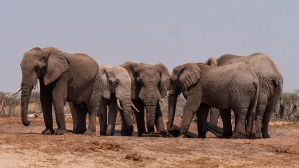 Female elephants rumble to say 'let's…