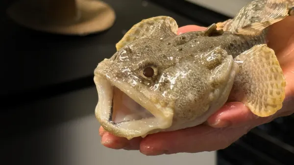 The ocean's health may depend on a tiny&hellip;