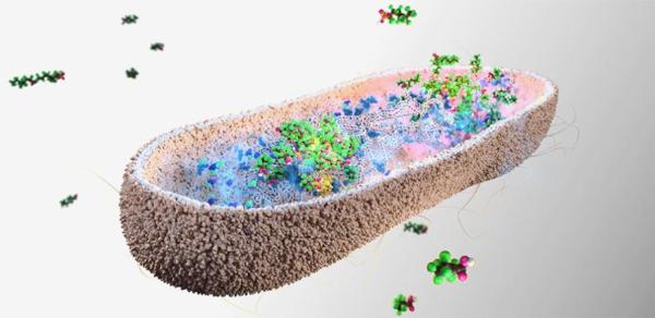 Certain Gut Microbes Found to Absorb…