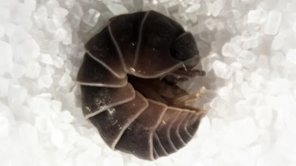 photo of Streetlights are trapping thousands of pill bugs in giant “death spirals” image