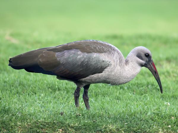 photo of Hadeda ibises' 'sixth sense' works best in wet soil: New research is a wake-up call for survival of wading birds image