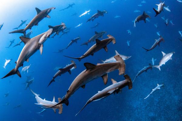 Top ocean news stories of 2025&hellip;