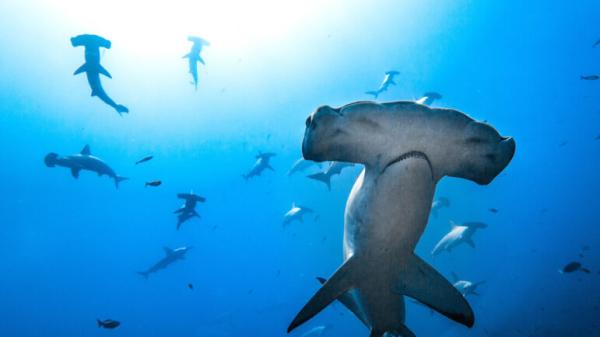 The lab-in-a-backpack busting illegal…