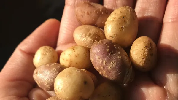 Ancient people carried a wild potato&hellip;