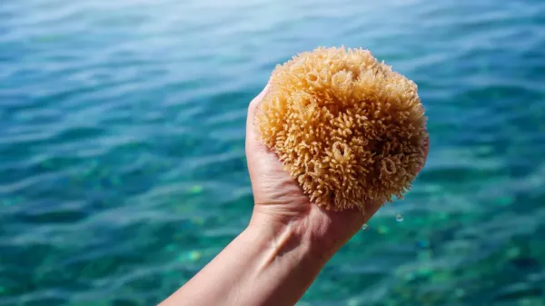 The first animals on Earth had no&hellip;