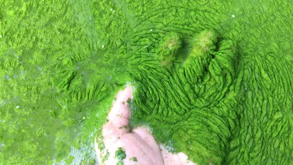 photo of Scientists discover tiny ocean fungus that kills toxic algae image