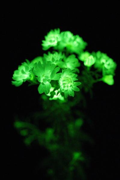 photo of Harnessing the mechanisms of fungal bioluminescence to confer autonomous luminescence in plant and animal cells image
