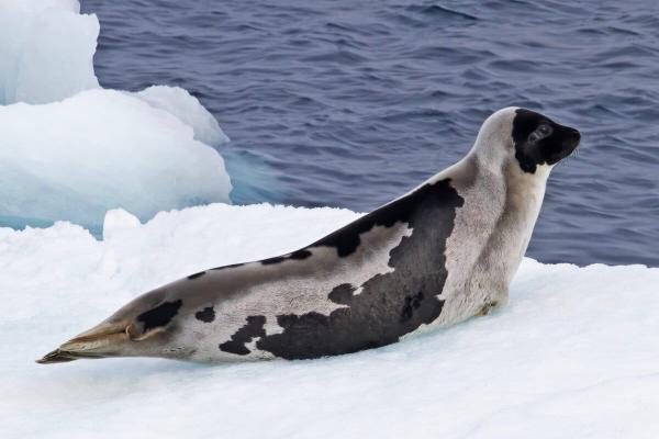 Arctic seals edge closer to extinction…