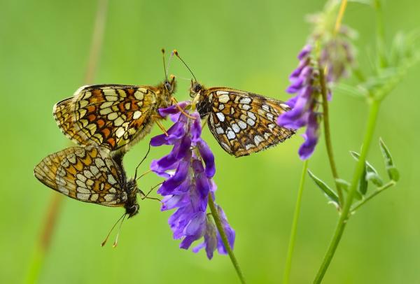 Threatened Heath Fritillary Butterflies…