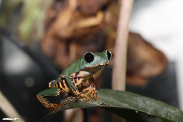 photo of Where there’s political will, there’s a way to stop tropical deforestation, study finds image