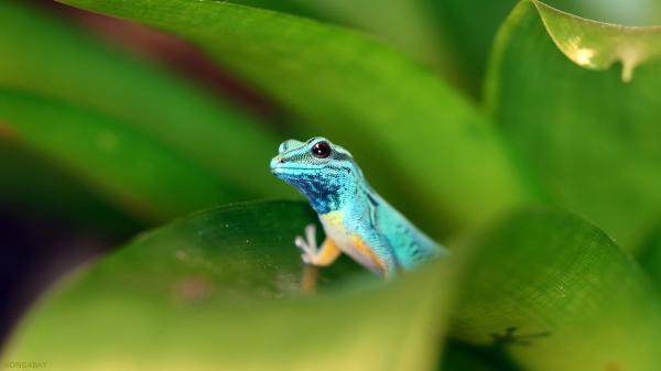 How a tiny blue gecko became a&hellip;