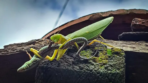 Scientists warn invasive Asian mantises…