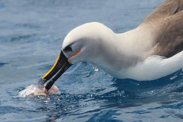 photo of Highly-sensitive beaks could help albatrosses and penguins find their food image