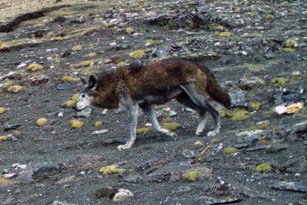 How snow leopards, wolves and leopards share the same&hellip;