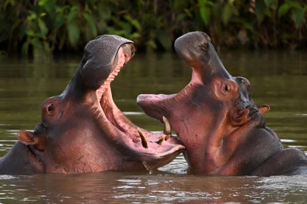 Colombian court orders Escobar's hippos…