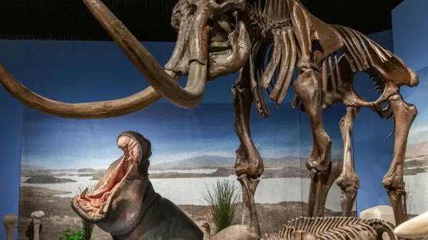 Hippos once roamed frozen Germany with…