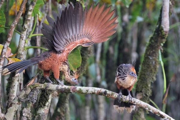 Amazon deforestation falls 42% to a&hellip;