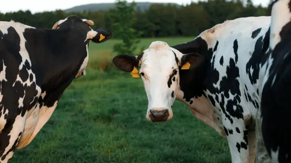 photo of Scientists finally solved how H5N1 bird flu hid in dairy cows image