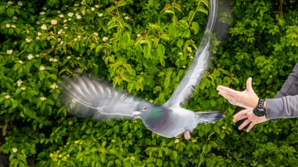 The secret to pigeons’ incredible&hellip;